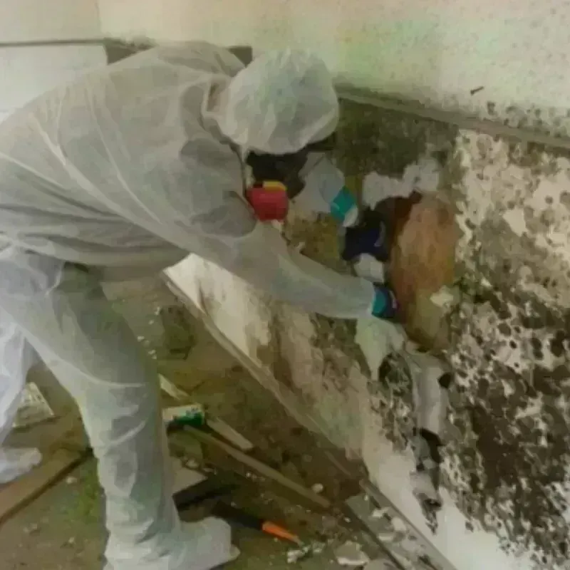 Mold Remediation and Removal in Calhoun County, MS